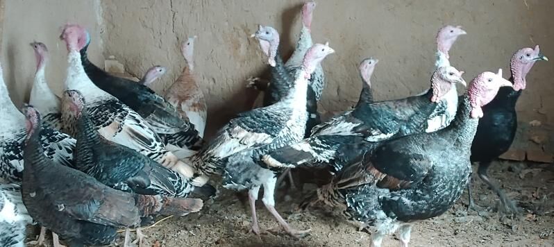 induk - Байрамали - img 1