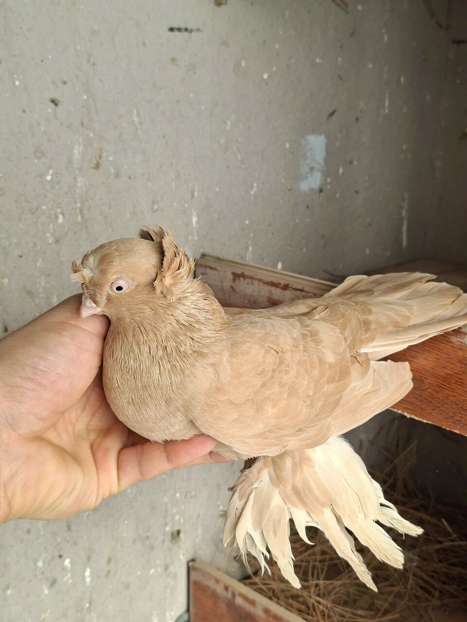 Жёлтый голуб-голубка - Türkmenabat - img 1