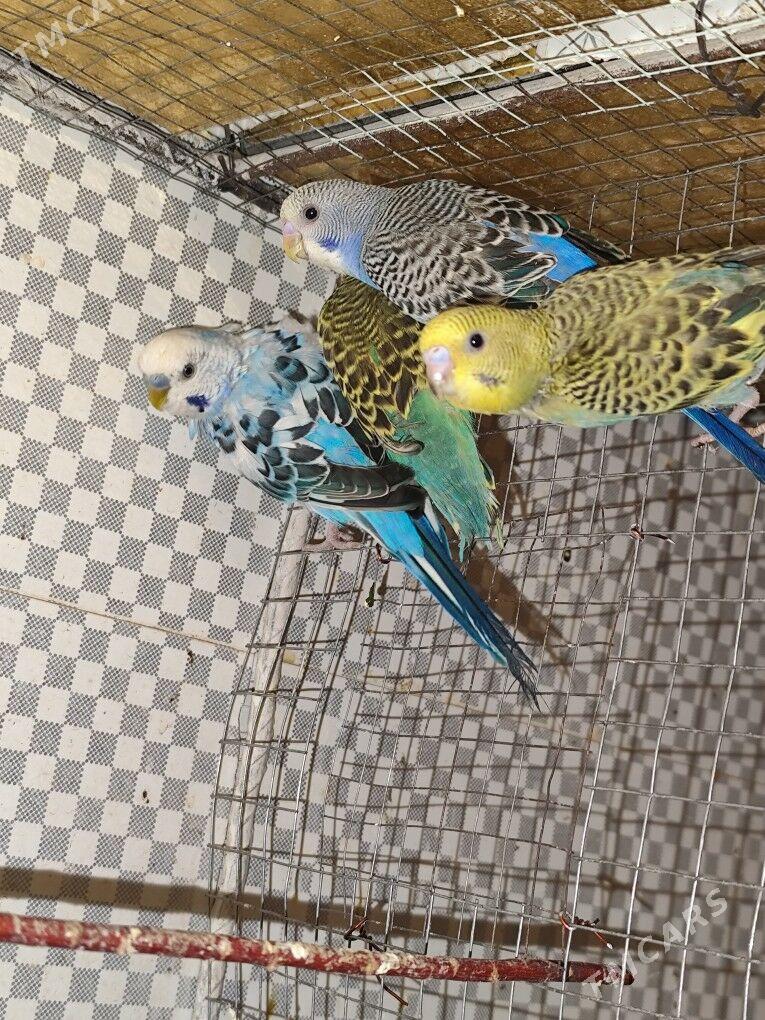 домашние птицы - Türkmenabat - img 1