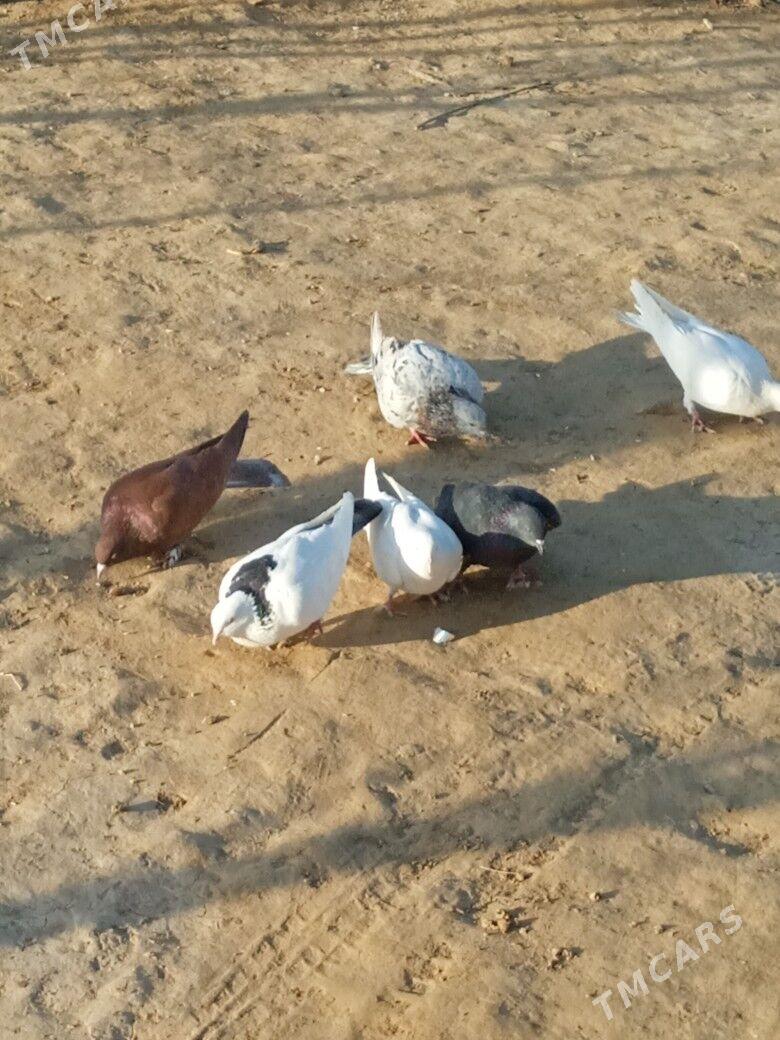 15,01,2026 - Baýramaly - img 1