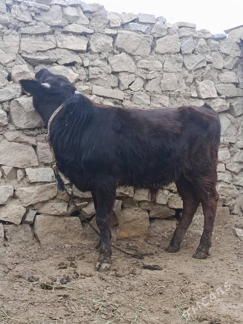 öküzçe - Bäherden - img 1