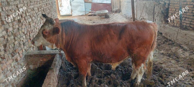 ökuz - Ak bugdaý etraby - img 1