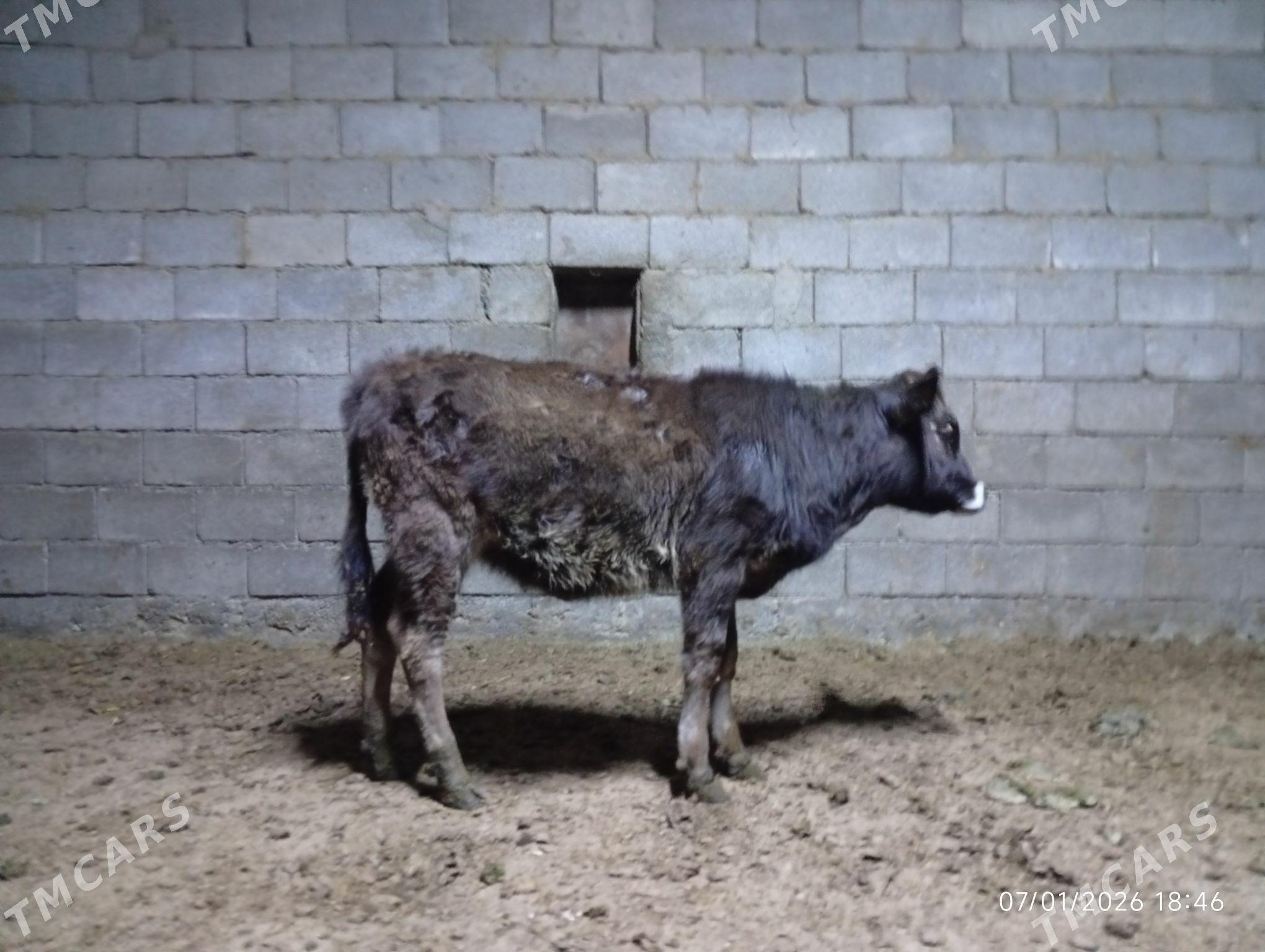 Swes tuwe - Herrikgala - img 1