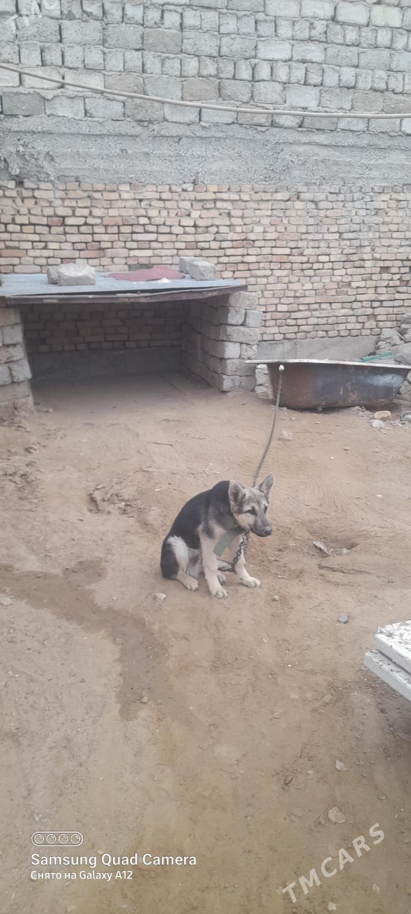 AWCARKA АВЧАРКА - Ашхабад - img 1
