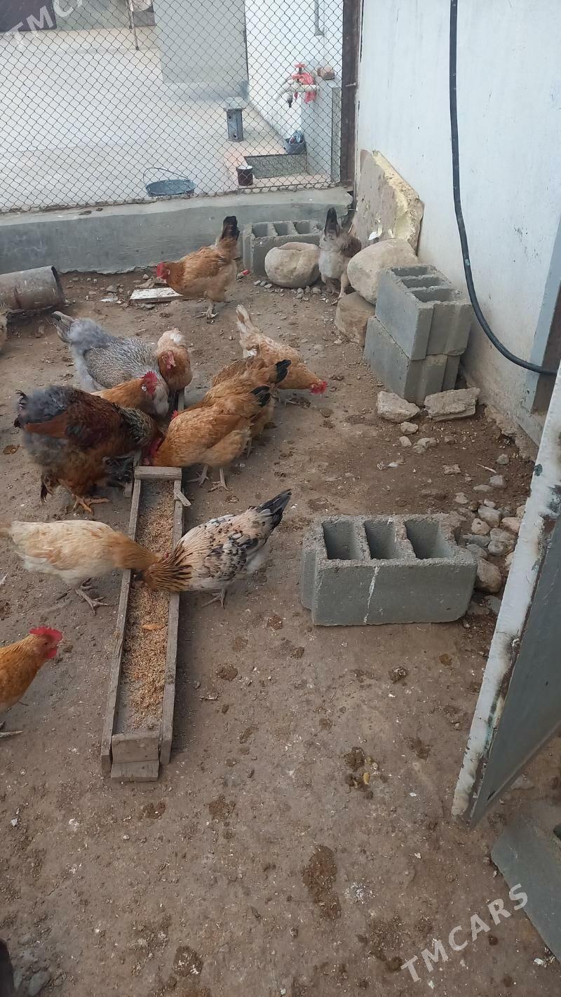 Satlyk towuk - Gyzylarbat - img 1