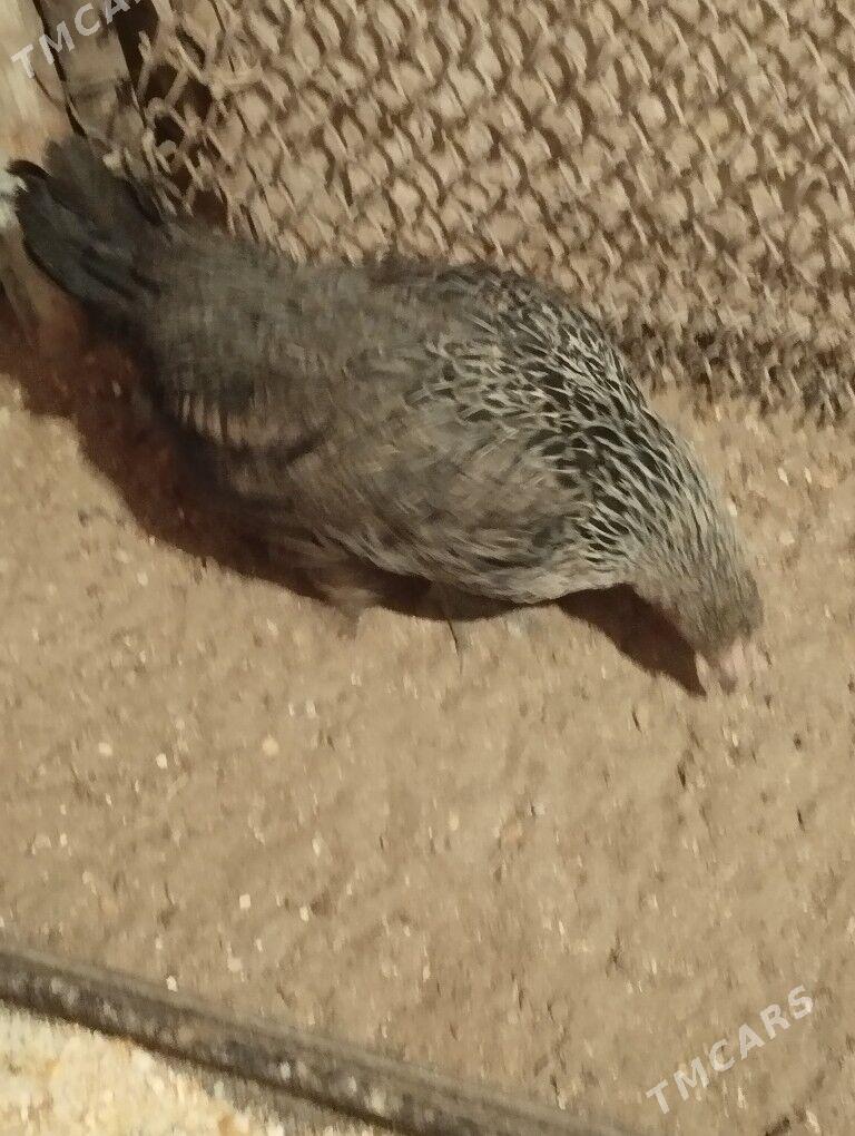 karlik - Balkanabat - img 1