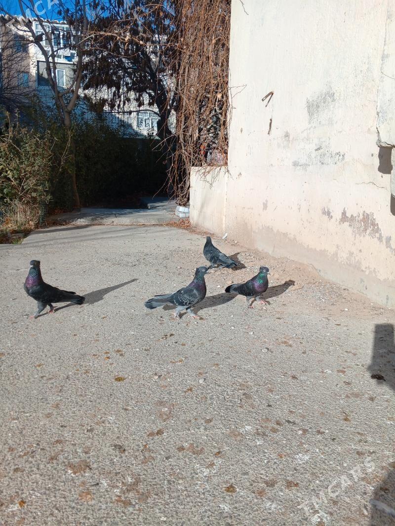 голуби , Каштановые. - Aşgabat - img 1