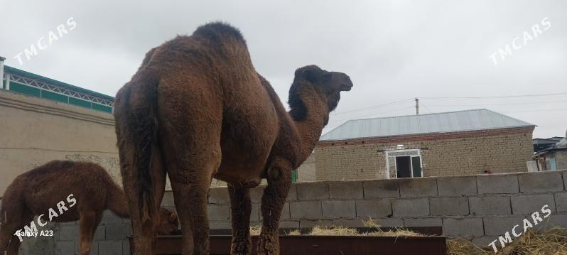 Howur duyHowur erkek - Bäherden - img 1