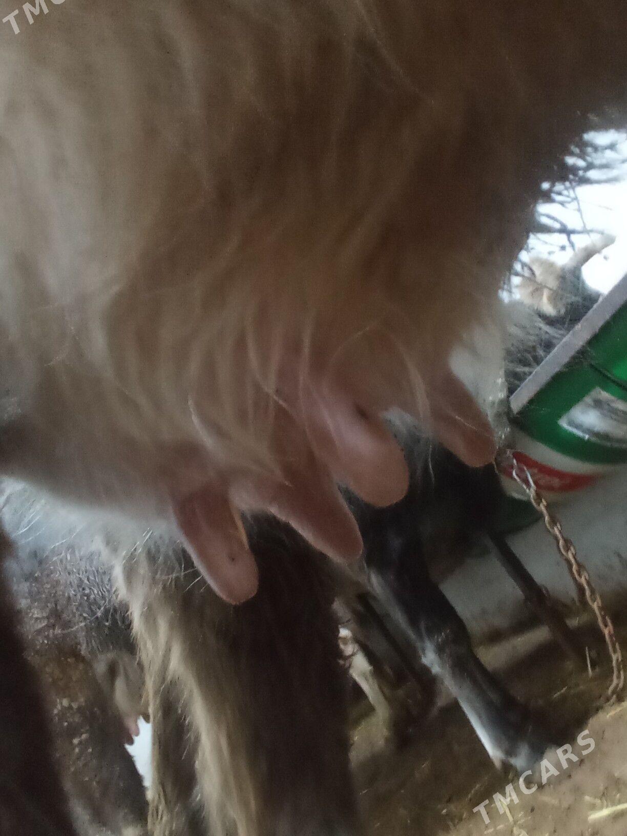 goleli sygyr - Чоганлы - img 1