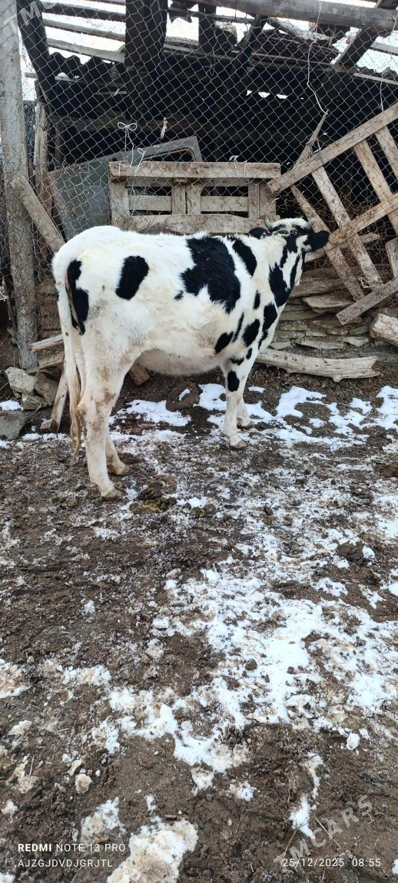 tûwe - Bäherden - img 1