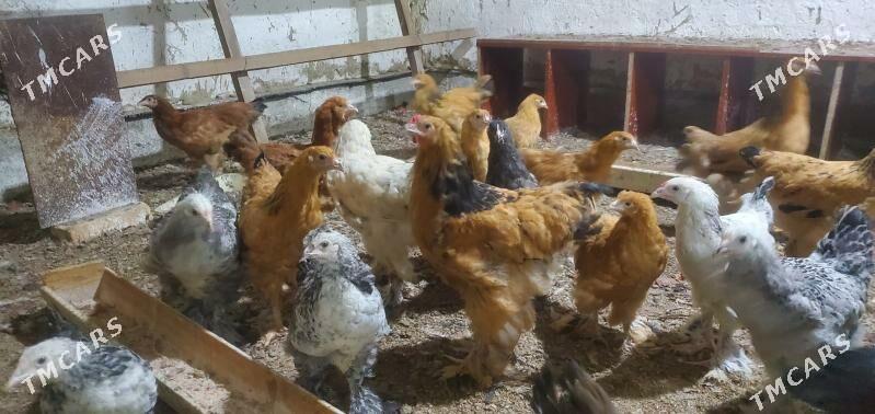 balgar - Aşgabat - img 1