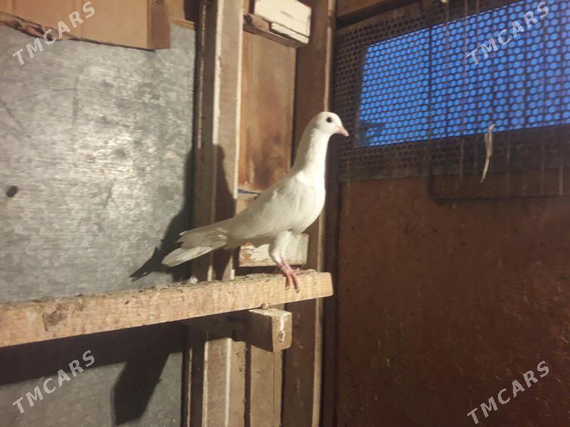 kepderi - Векильбазар - img 1