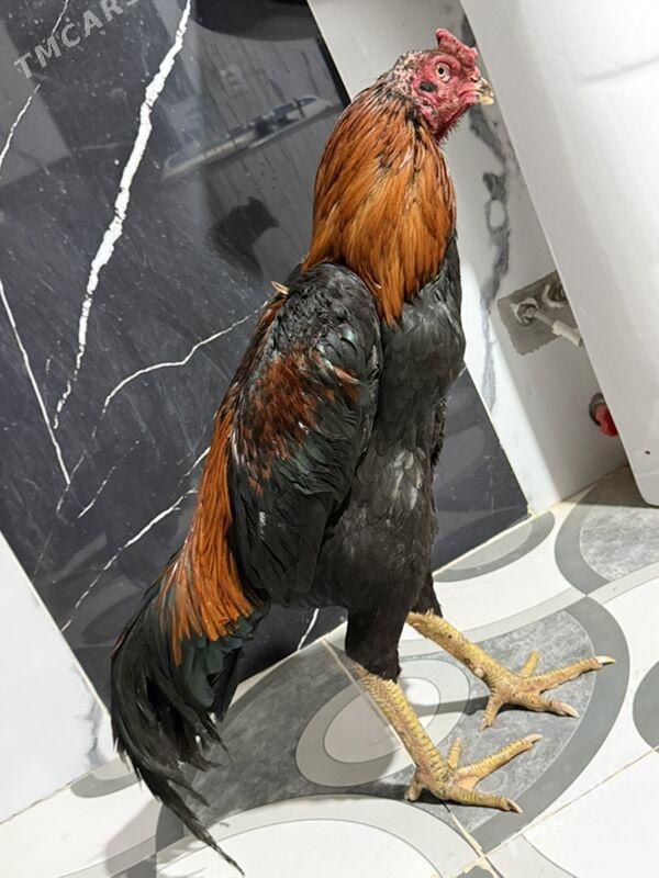 horaz - Çärjew - img 1