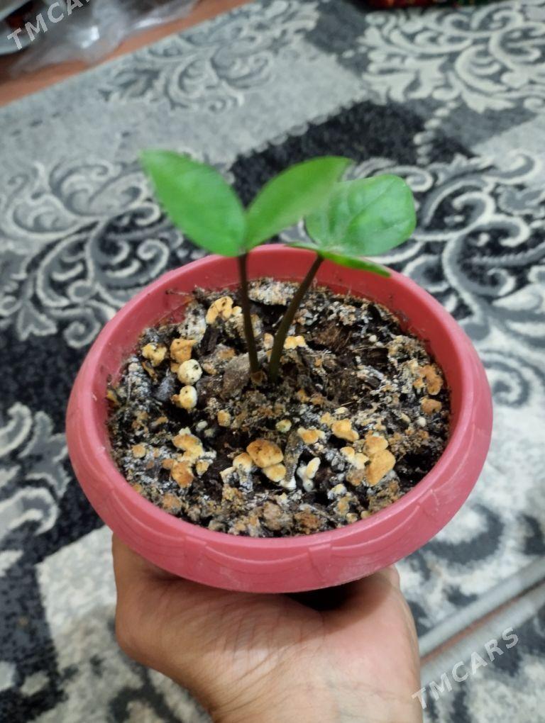 guller - Туркменбаши - img 1