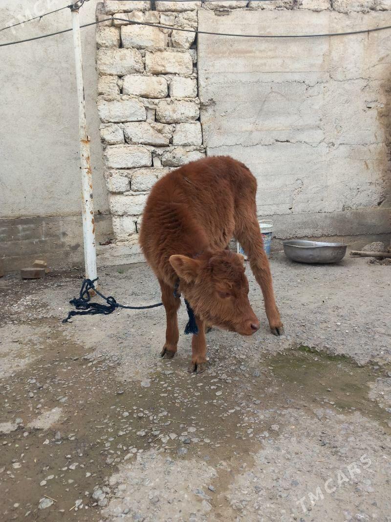 Swes Tuwejik - Ашхабад - img 1