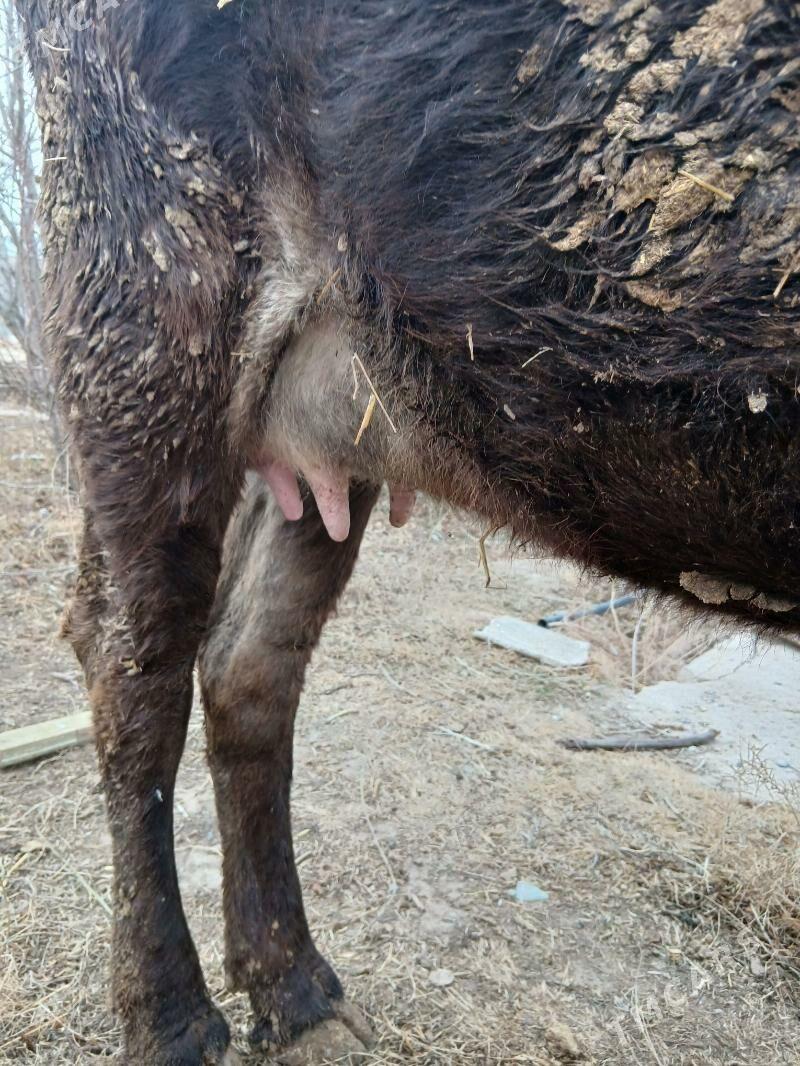 sygyr - Гызыларбат - img 1