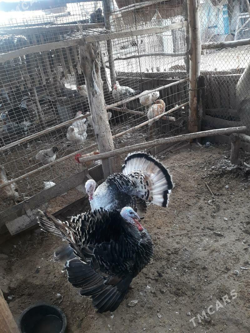 Induk - Саят - img 1