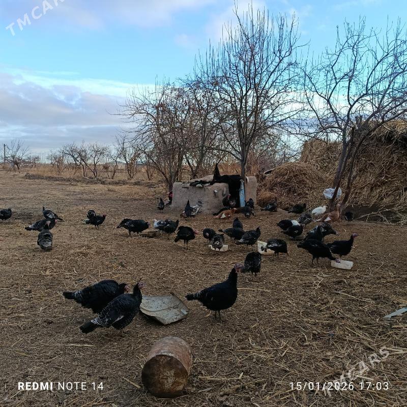 induk - Гороглы (Тагта) - img 1