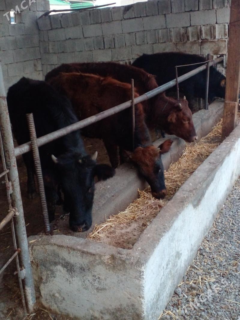 tuwe - Gökje - img 1