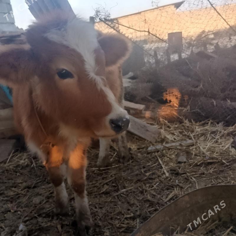 tuwe - Ak bugdaý etraby - img 1