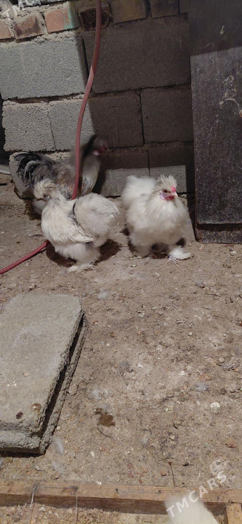 towşantuý towuk - Aşgabat - img 1