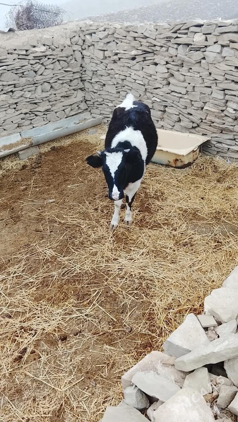 galişteýin tuwe - Бахарден - img 1