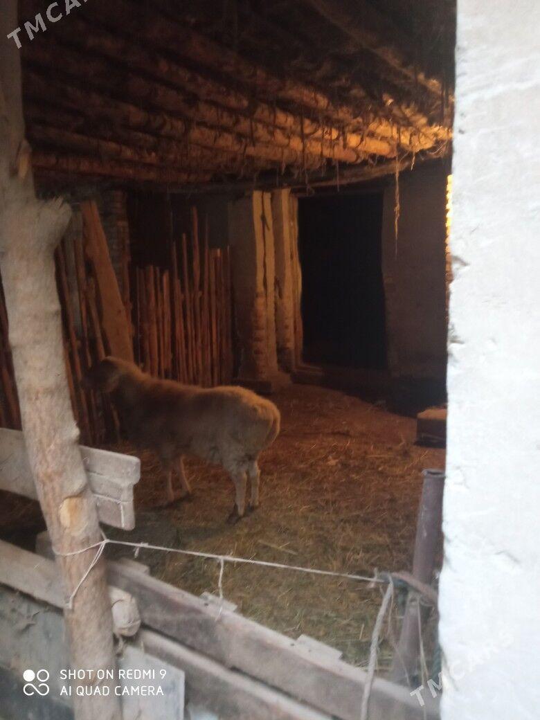 Goyun - Сакар - img 1