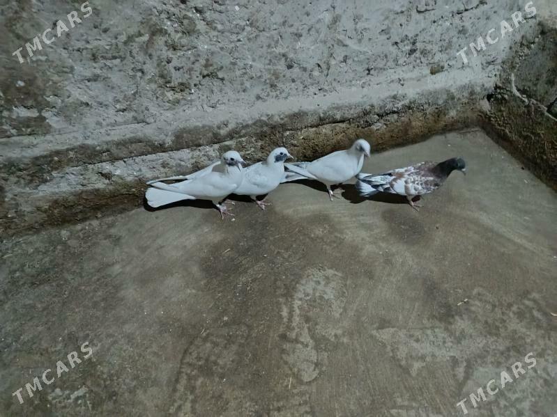 kepderi. - Gyzylarbat - img 1