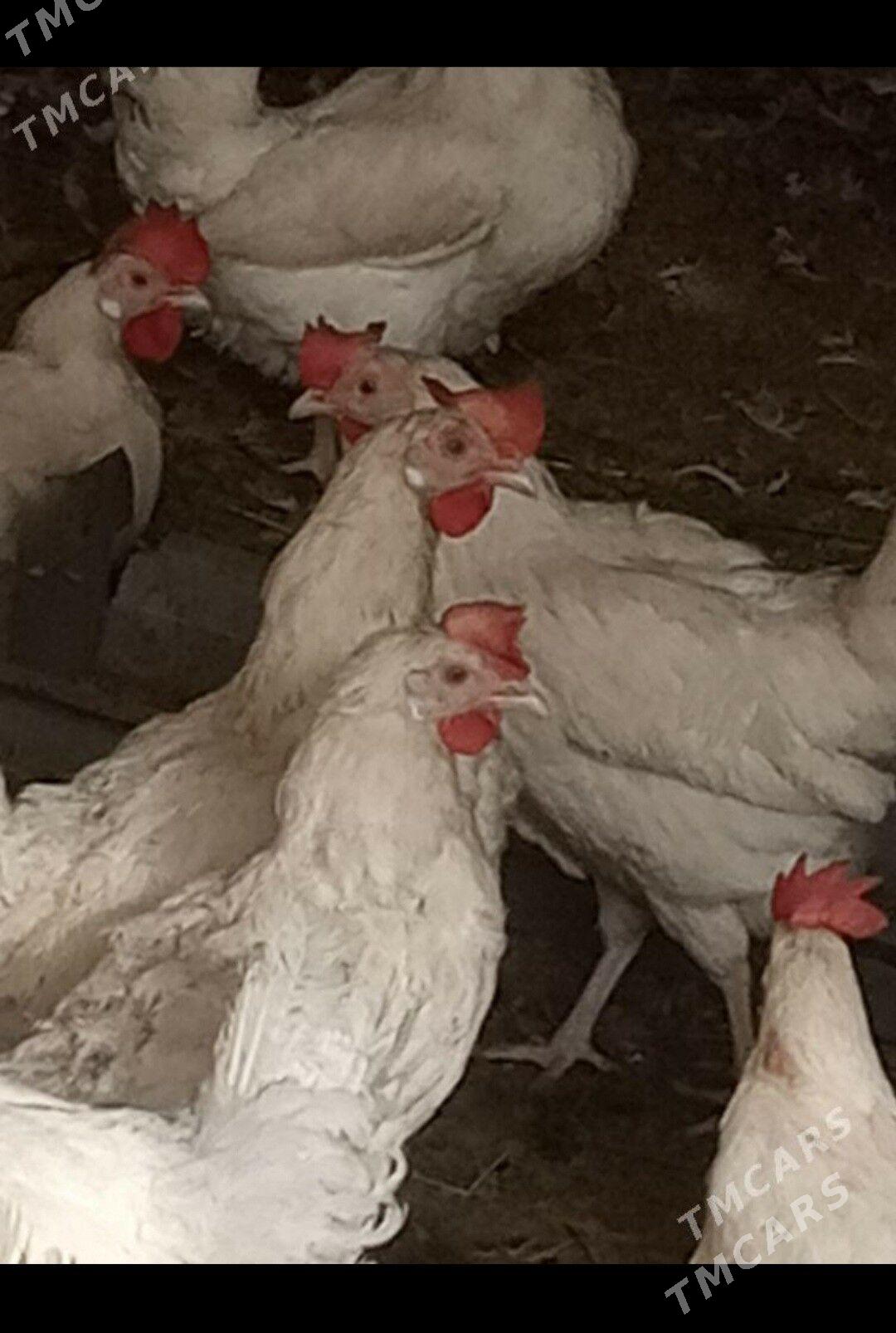 Ak towuk - Гызыларбат - img 1