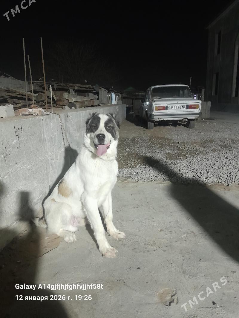 it - Aşgabat - img 1