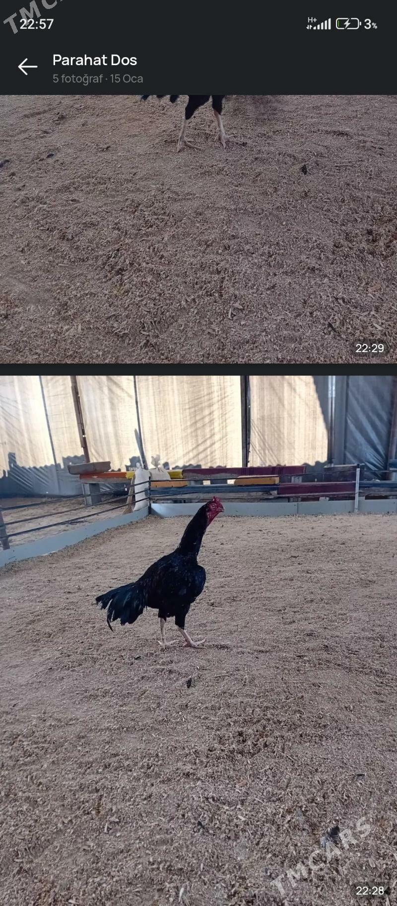 Taskent - Ашхабад - img 1