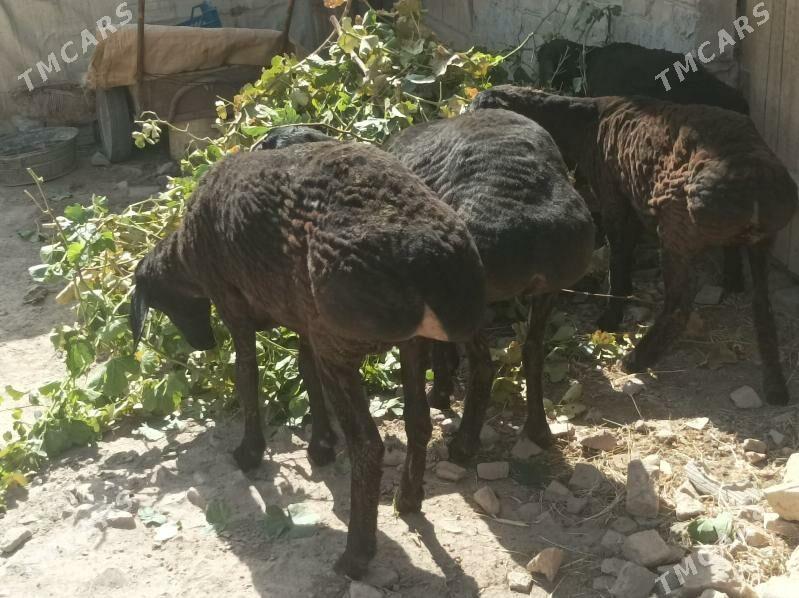 Goyun gisar - Сакар - img 1