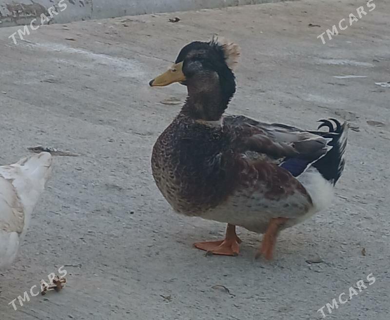 ordek, indautka - Гёкдепе - img 1