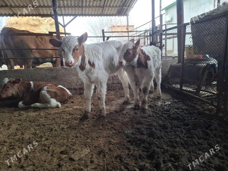 ökuz - Гёкдепе - img 1