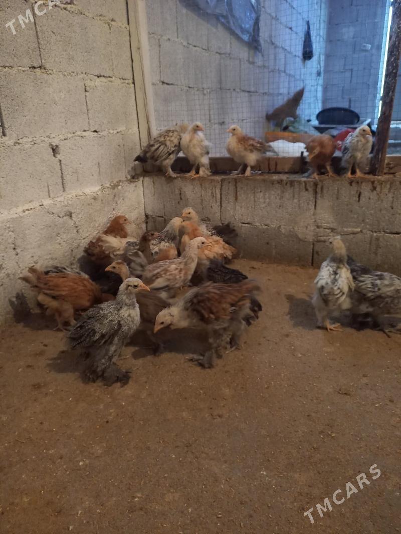 jüje - Гёкдепе - img 1