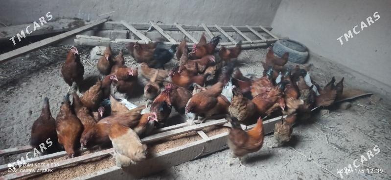 horaz - Дашогуз - img 1