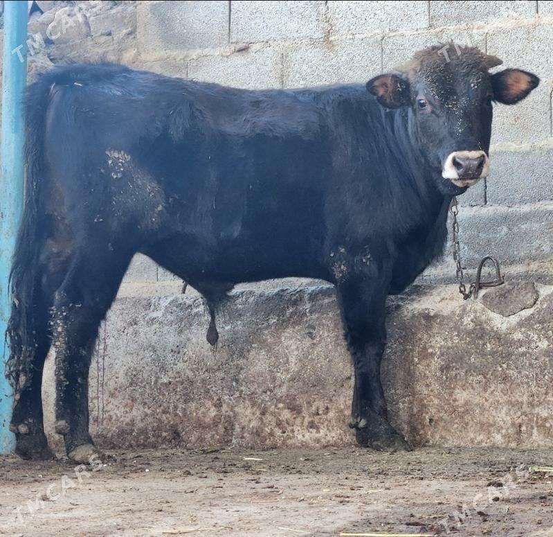 Okuz - Бахарден - img 1