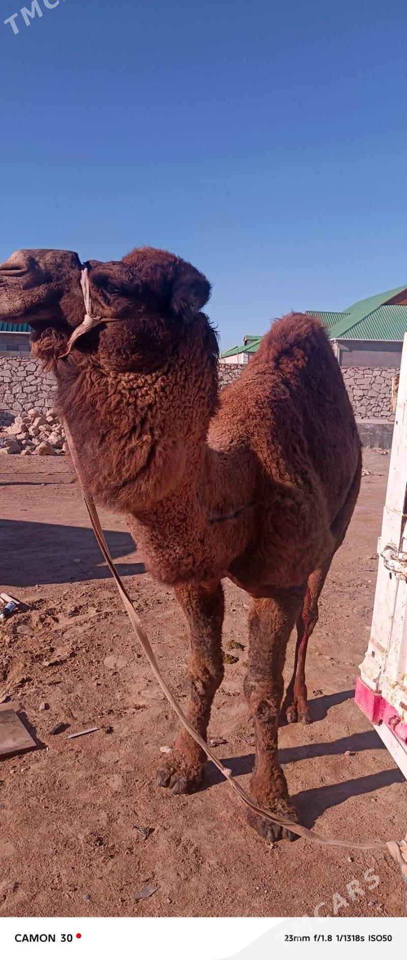 duye - Туркменбаши - img 1