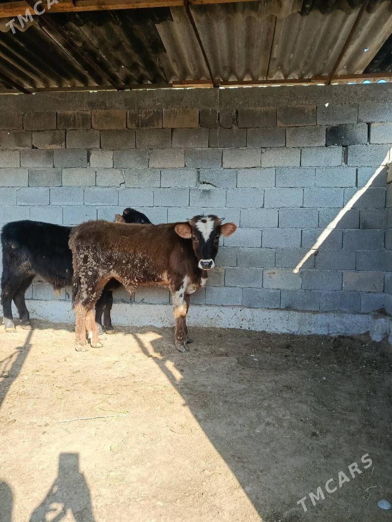 okuz we tuwe - Büzmeýin - img 1