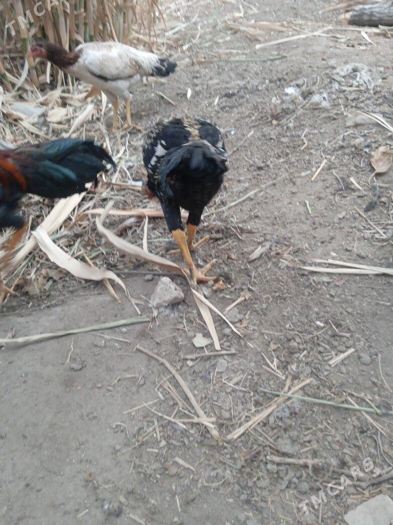 juje - Çärjew - img 1