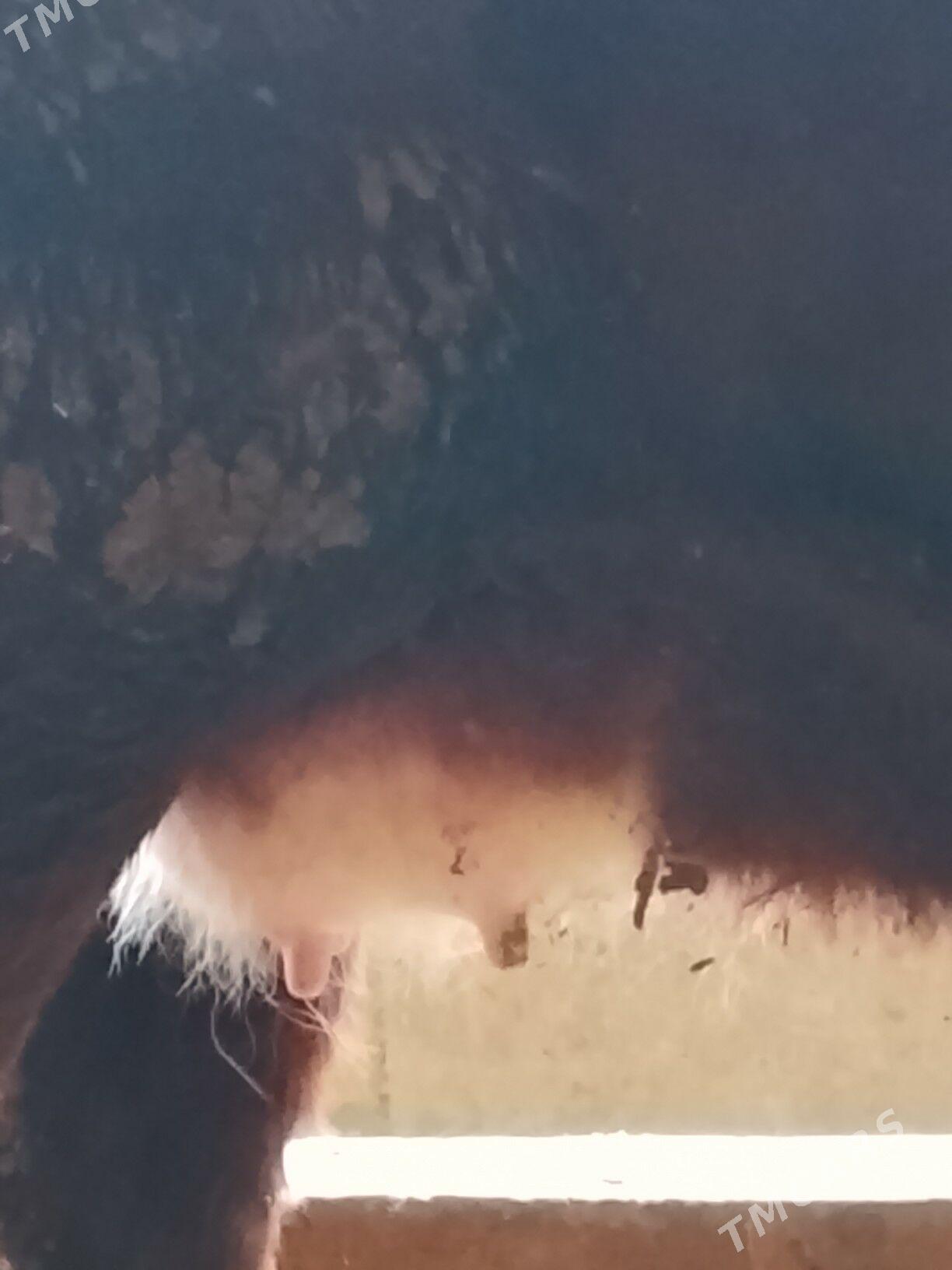 sygyr - Дянев - img 1