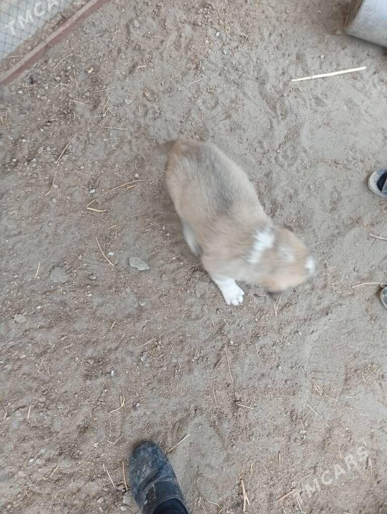 alabay it - Farap - img 1