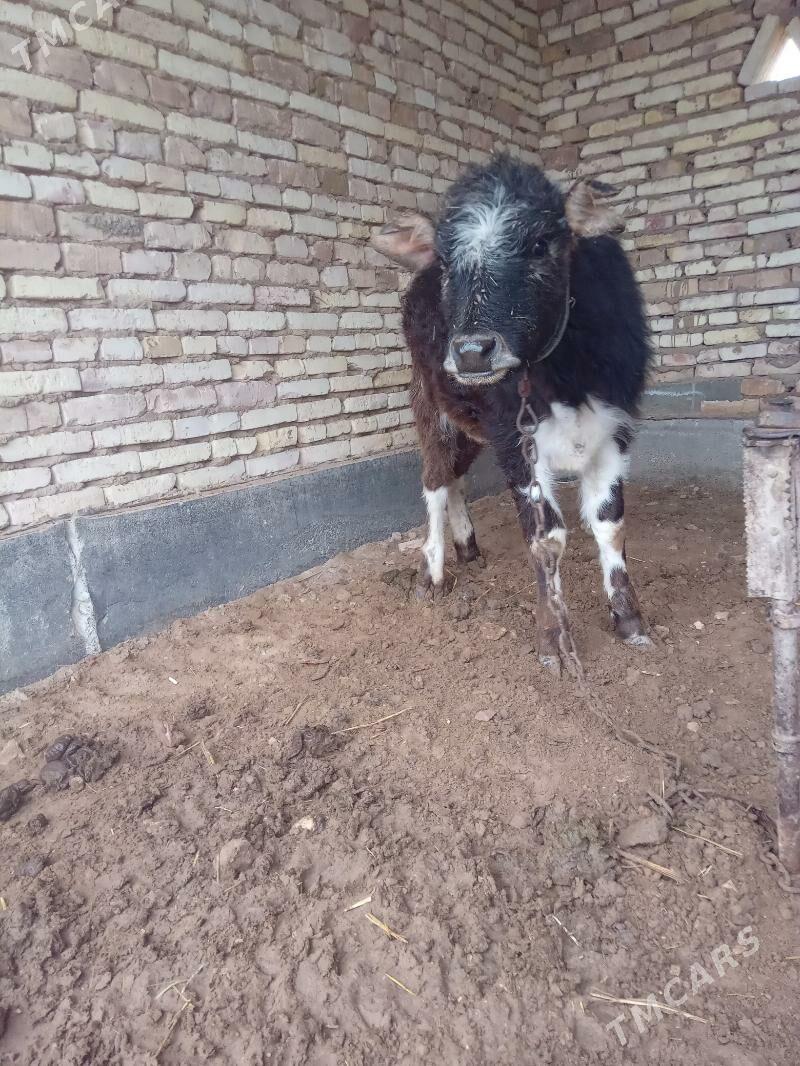 tüwe - Babadaýhan - img 1