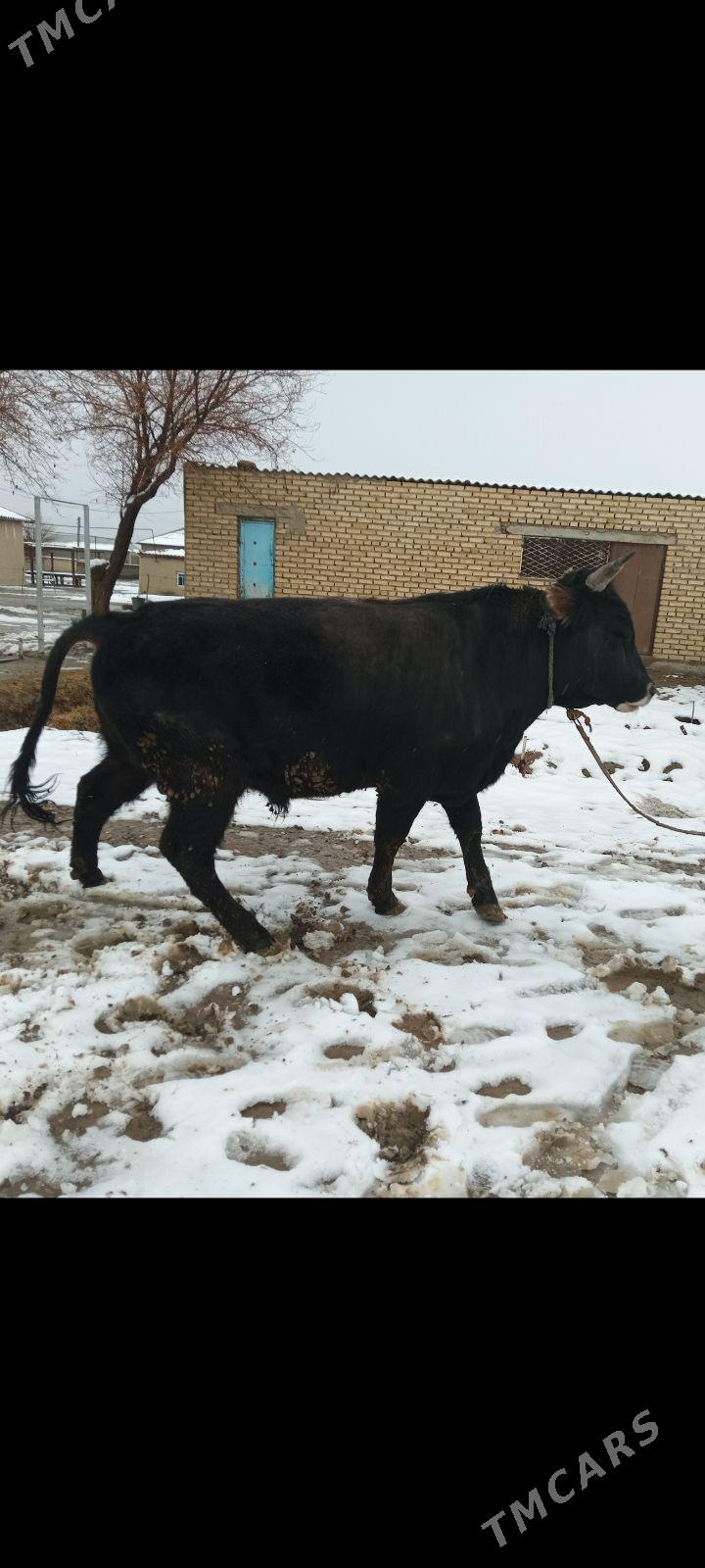 Öküz - Кака - img 1