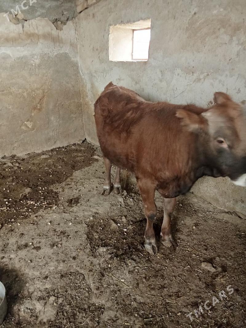 ökiz - Gyzylarbat - img 1