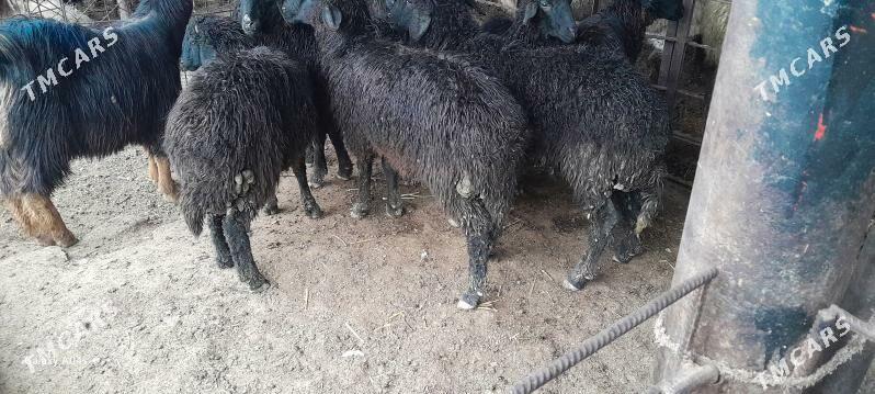 karakol issek - Гёкдепе - img 1