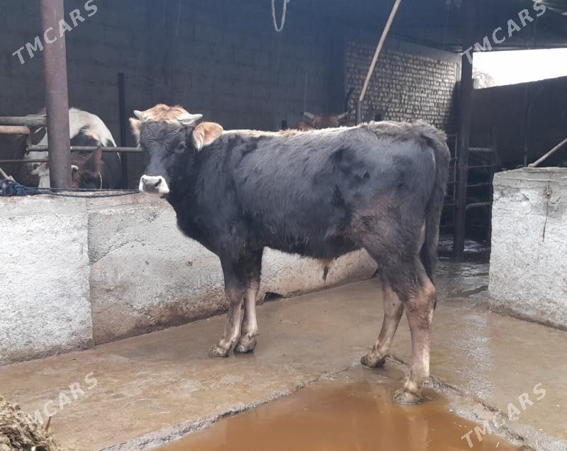 öküz - Гарадамак Шор - img 1