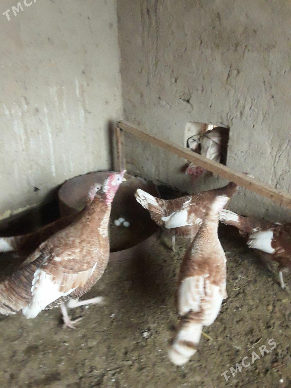 Owgan induk - Wekilbazar - img 1