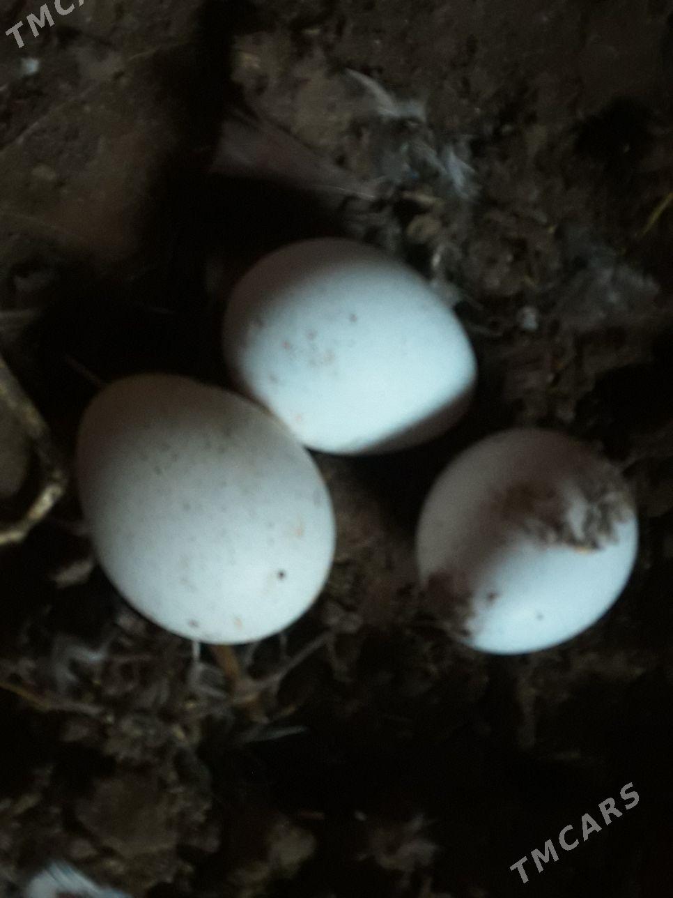 Induklar we yumurtga - Векильбазар - img 1