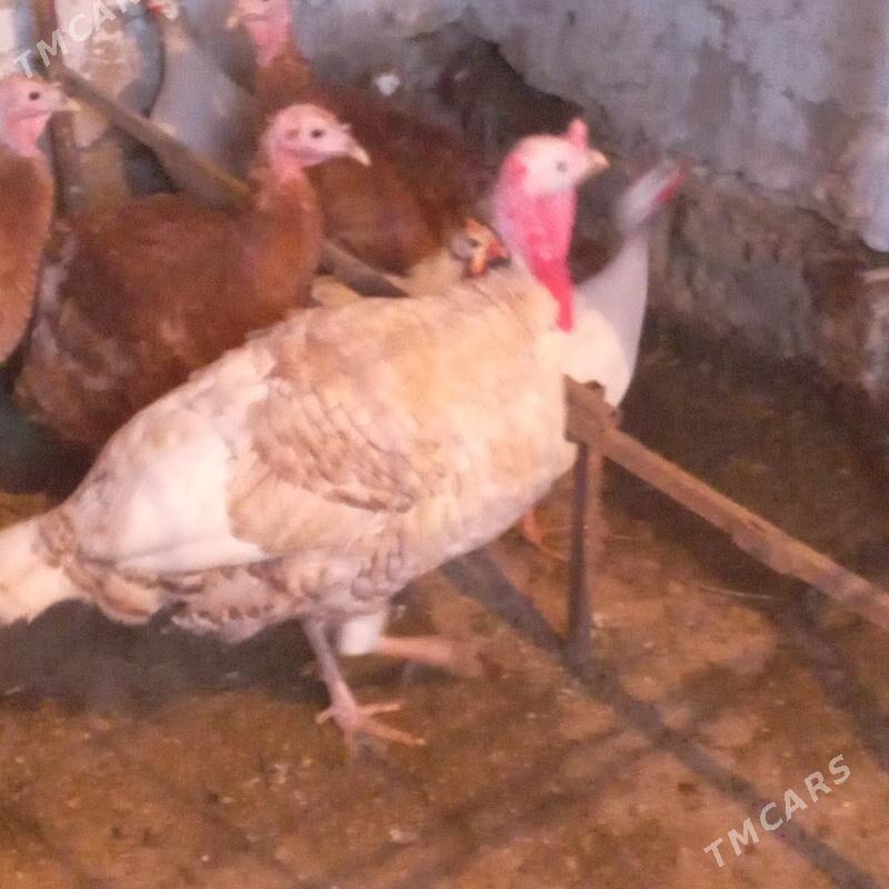 erkek induk - Mary - img 1